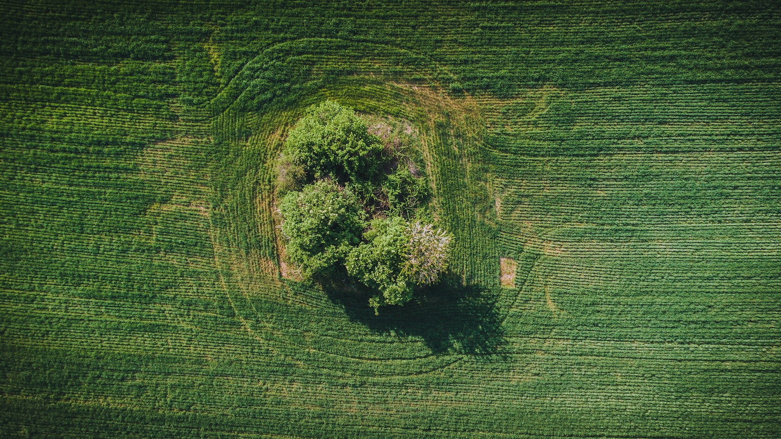 Importanza della formazione in agricoltura: strumenti e risorse per una buona preparazione