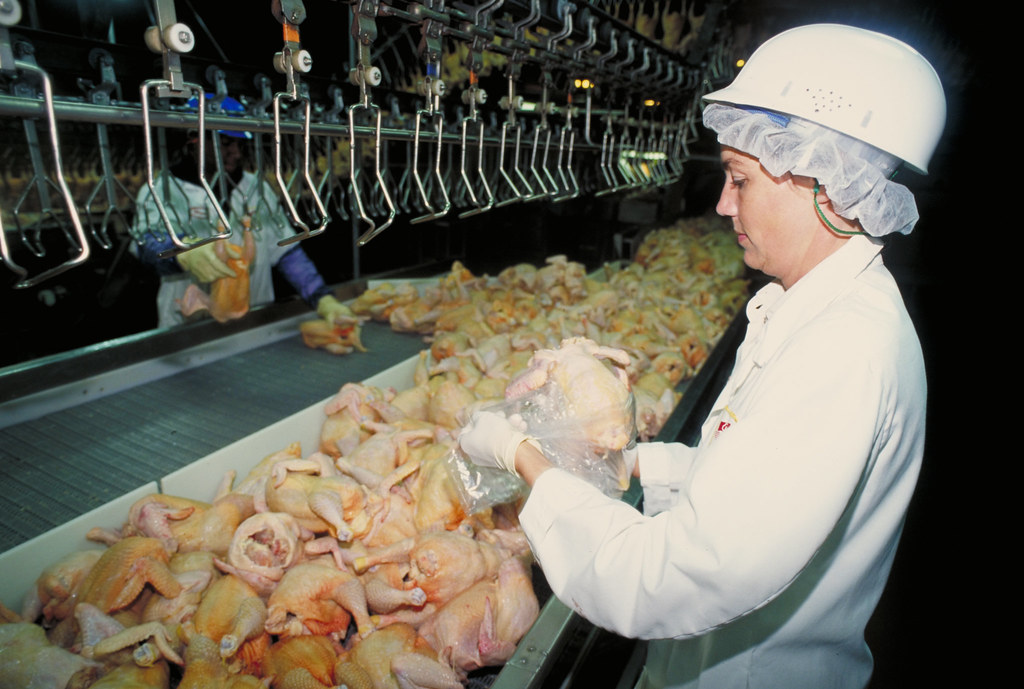 Consulente HACCP Lavoro: Assicura la Tua Sicurezza Alimentare
